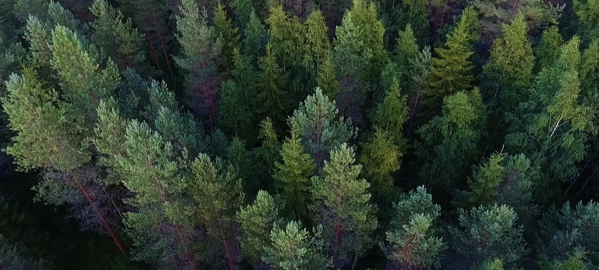 Livestream_Forest_L