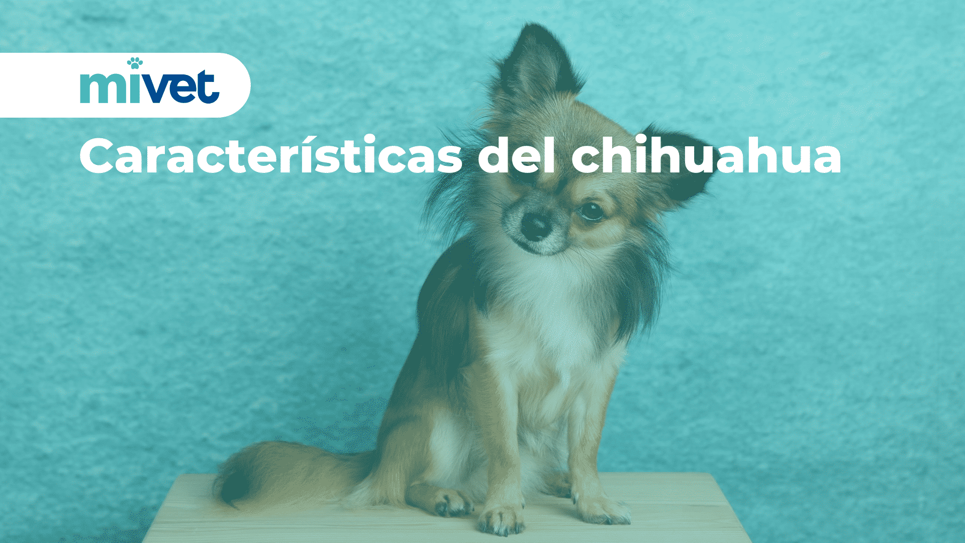 Características del chihuahua